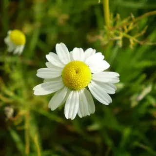 Chamomile flower