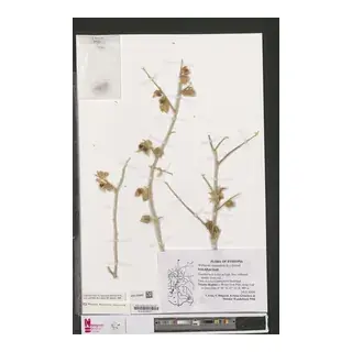 Ashwagandha herbarium specimen