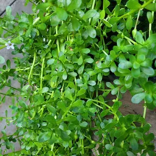 Bacopa monnieri plants