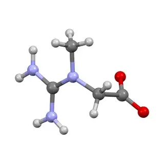 Creatine molecule model