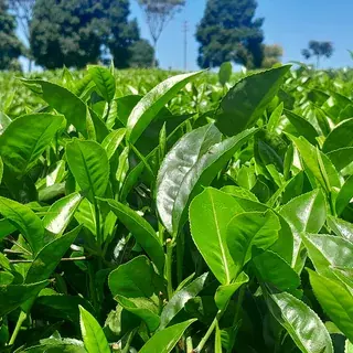Tea plant leaves