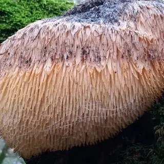 Lion's mane mushroom